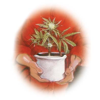 “Jeunes pousses” (L’usage du cannabis)